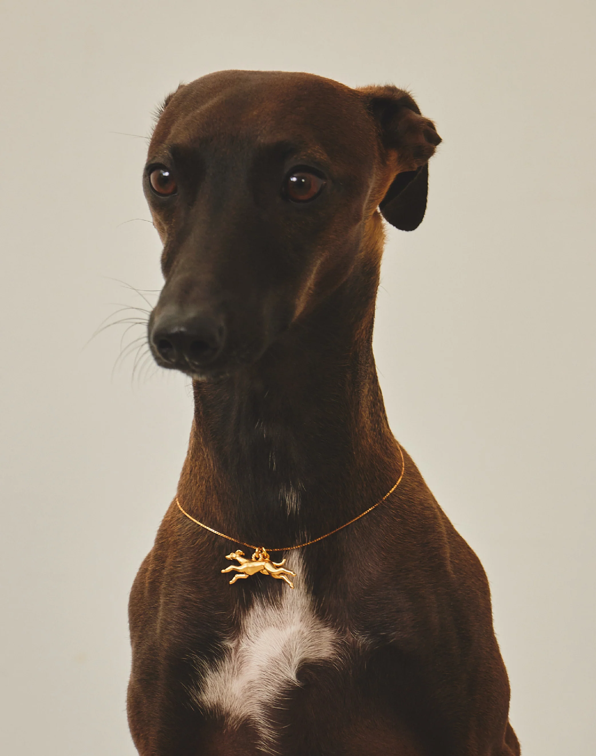 Collar Galgo - Image 4
