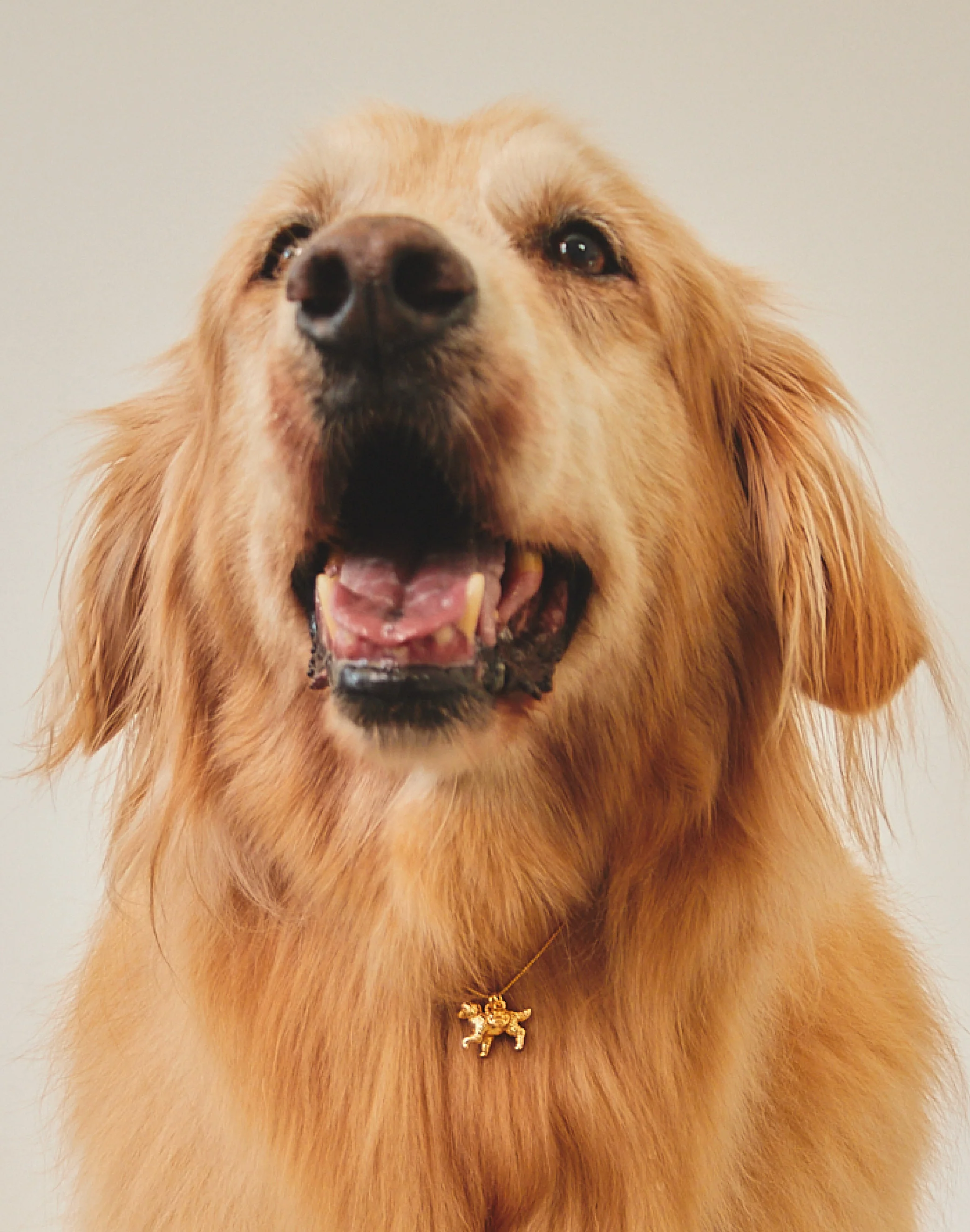Collar Golden Retriever - Image 2