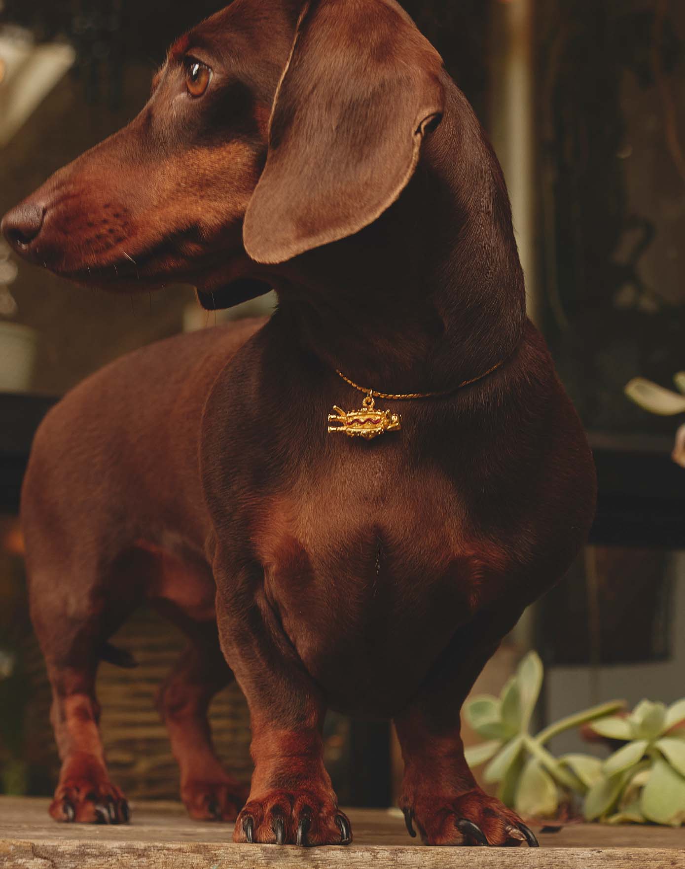 Collar Hot Dog - Image 2